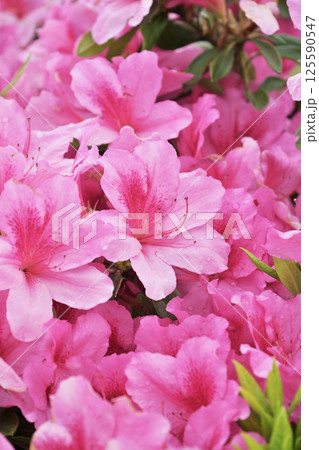 ツツジ水滴付き azalea with raindrops ツツジ水滴付き azalea with raindrops 125590547