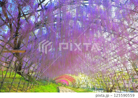 【福岡県】河内藤園の満開の藤のトンネル 【福岡県】河内藤園の満開の藤のトンネル 125590559