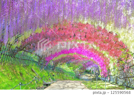 【福岡県】河内藤園の満開の藤のトンネル 125590568