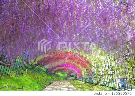 【福岡県】河内藤園の満開の藤のトンネル 【福岡県】河内藤園の満開の藤のトンネル 125590570