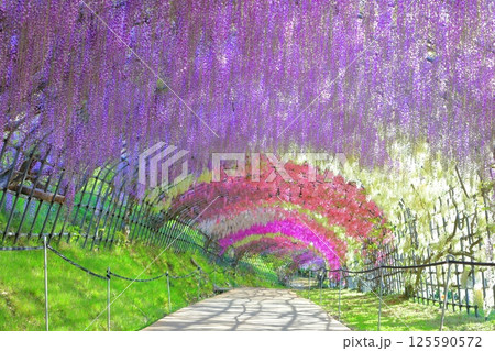 【福岡県】河内藤園の満開の藤のトンネル 【福岡県】河内藤園の満開の藤のトンネル 125590572