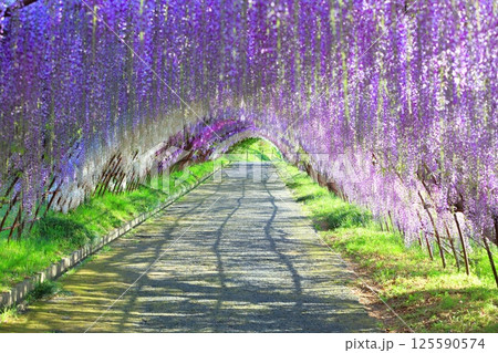 【福岡県】河内藤園の満開の藤のトンネル 【福岡県】河内藤園の満開の藤のトンネル 125590574