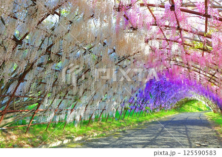 【福岡県】河内藤園の満開の藤のトンネル 【福岡県】河内藤園の満開の藤のトンネル 125590583