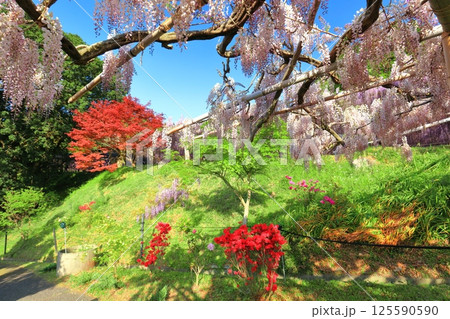 【福岡県】河内藤園の満開の藤 125590590