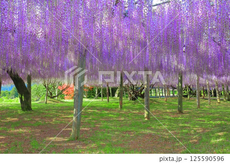 【福岡県】河内藤園の満開の大藤棚 【福岡県】河内藤園の満開の大藤棚 125590596