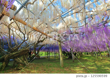 【福岡県】河内藤園の満開の大藤棚 125590599