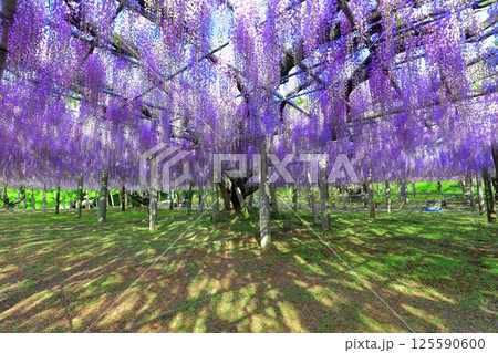 【福岡県】河内藤園の満開の大藤棚 【福岡県】河内藤園の満開の大藤棚 125590600