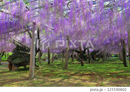 【福岡県】河内藤園の満開の大藤棚 【福岡県】河内藤園の満開の大藤棚 125590602