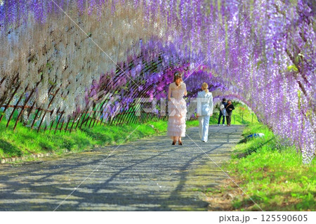 【福岡県】河内藤園の満開の藤のトンネル 125590605