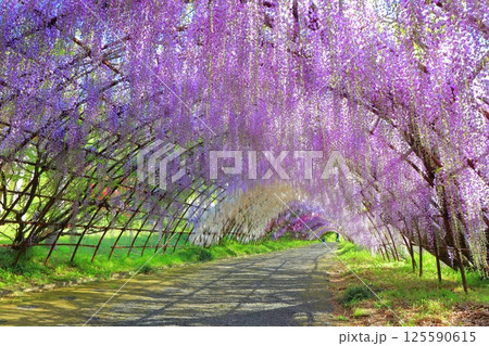 【福岡県】河内藤園の満開の藤のトンネル 125590615