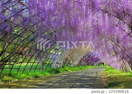【福岡県】河内藤園の満開の藤のトンネル 【福岡県】河内藤園の満開の藤のトンネル 125590616