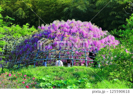 【福岡県】河内藤園の満開の藤 125590618