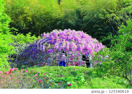【福岡県】河内藤園の満開の藤 125590619