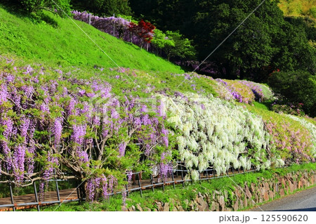 【福岡県】河内藤園の満開の藤 125590620