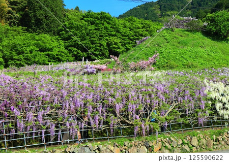 【福岡県】河内藤園の満開の藤 125590622