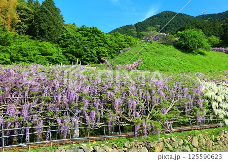 【福岡県】河内藤園の満開の藤 【福岡県】河内藤園の満開の藤 125590623