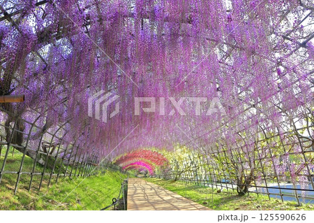 【福岡県】河内藤園の満開の藤のトンネル 【福岡県】河内藤園の満開の藤のトンネル 125590626