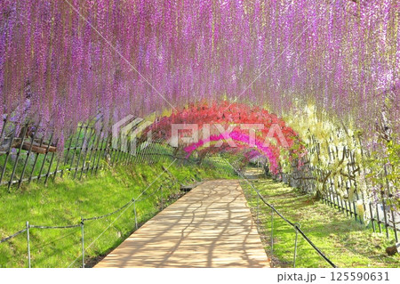 【福岡県】河内藤園の満開の藤のトンネル 125590631