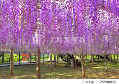 【福岡県】河内藤園の満開の大藤棚 125590635
