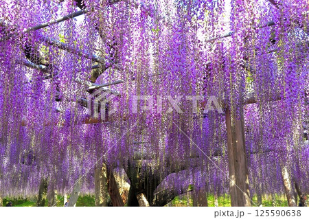 【福岡県】河内藤園の満開の大藤棚 【福岡県】河内藤園の満開の大藤棚 125590638