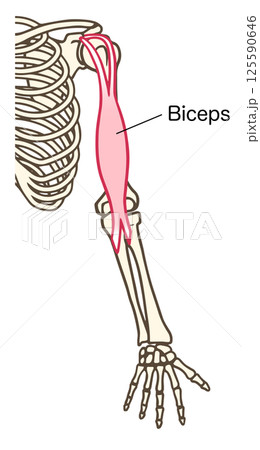上腕二頭筋の解剖学的イラスト 125590646
