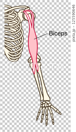 上腕二頭筋の解剖学的イラスト 125590646