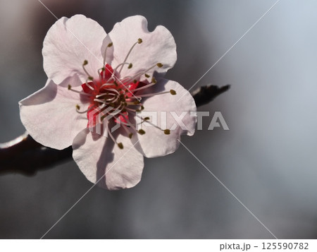 春の訪れを告げる紅梅の花 125590782