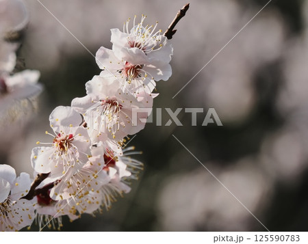 春の訪れを告げる紅梅の花 125590783