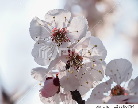春の訪れを告げる紅梅の花 125590784