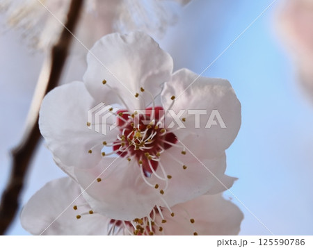 春の訪れを告げる紅梅の花 春の訪れを告げる紅梅の花 125590786