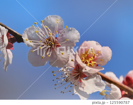 春の訪れを告げる紅梅の花 125590787