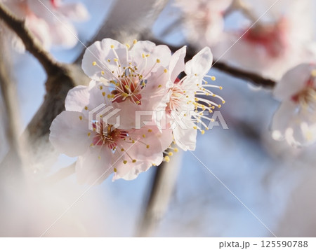 春の訪れを告げる紅梅の花 春の訪れを告げる紅梅の花 125590788