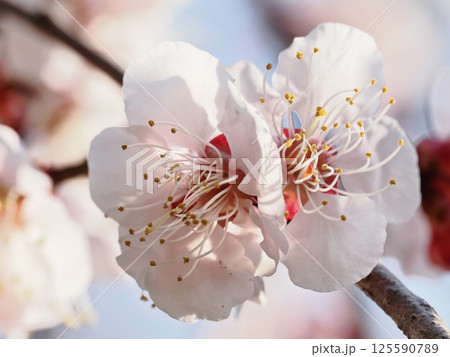 春の訪れを告げる紅梅の花 125590789