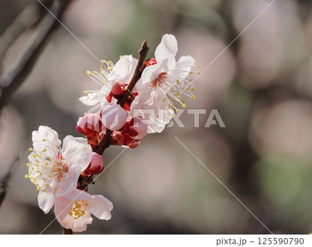 春の訪れを告げる紅梅の花 春の訪れを告げる紅梅の花 125590790