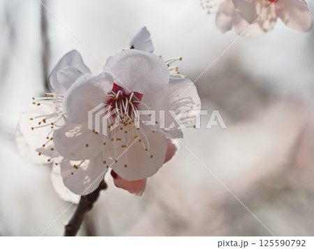 春の訪れを告げる紅梅の花 125590792