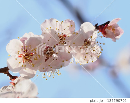 春の訪れを告げる紅梅の花 春の訪れを告げる紅梅の花 125590793