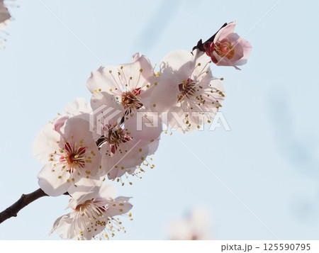春の訪れを告げる紅梅の花 125590795