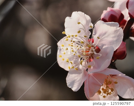 春の訪れを告げる紅梅の花 春の訪れを告げる紅梅の花 125590797
