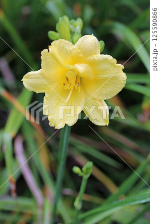 Yellow daylily flower in close up 125590866