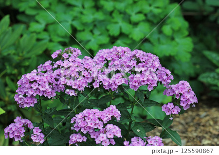 Pink phlox flower spikes in close up Pink phlox flower spikes in close up 125590867