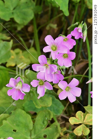 ムラサキカタバミ(紫片喰／Violet wood-sorrel) 125591049