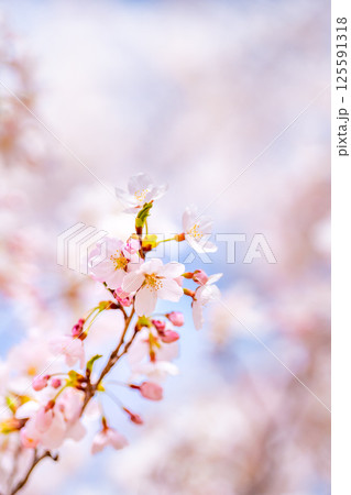 春の日差しを浴びる桜 春の日差しを浴びる桜 125591318