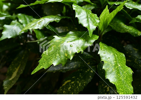 アオキ (フイリアオキ:aucuba japonica 水滴つき) アオキ (フイリアオキ:aucuba japonica 水滴つき) 125591432