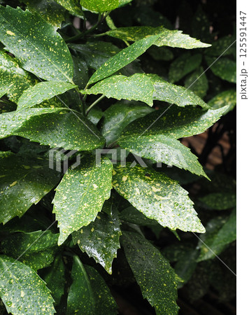 アオキ (フイリアオキ:aucuba japonica 水滴つき) アオキ (フイリアオキ:aucuba japonica 水滴つき) 125591447