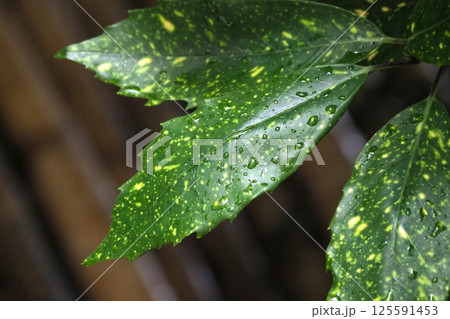 アオキ　(フイリアオキ：aucuba japonica 水滴つき) 125591453