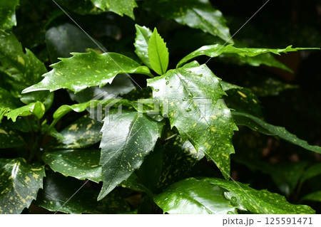 アオキ (フイリアオキ:aucuba japonica 水滴つき) アオキ (フイリアオキ:aucuba japonica 水滴つき) 125591471