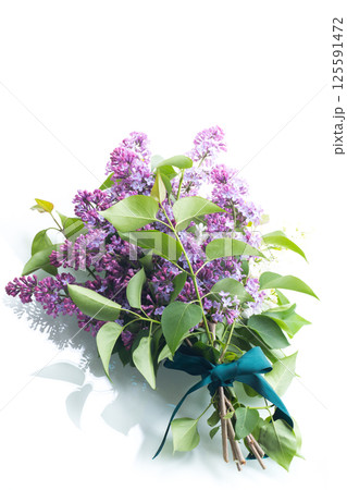 Blooming white and purple lilacs isolated on a light background Blooming white and purple lilacs isolated on a light background 125591472