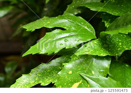 アオキ　(フイリアオキ：aucuba japonica 水滴つき) 125591473