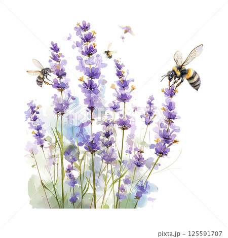 Lavender flowers attract bees during sunny afternoon in a serene garden setting 125591707
