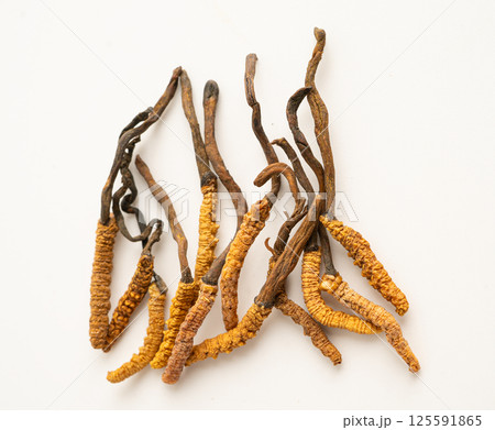 Cordyceps sinensis or Ophiocordyceps sinensis isolated on white background, mushroom herb treatment medicine. 125591865